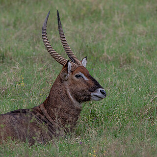 Nakuru NP - Waterbok
